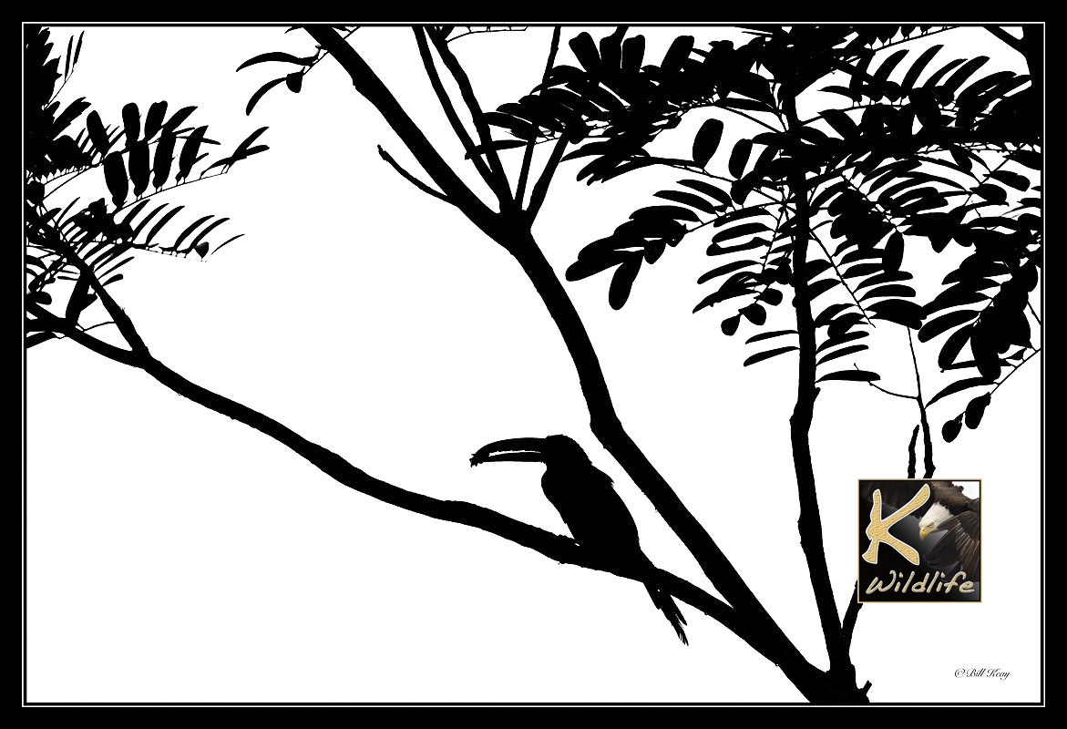 toucan B&W