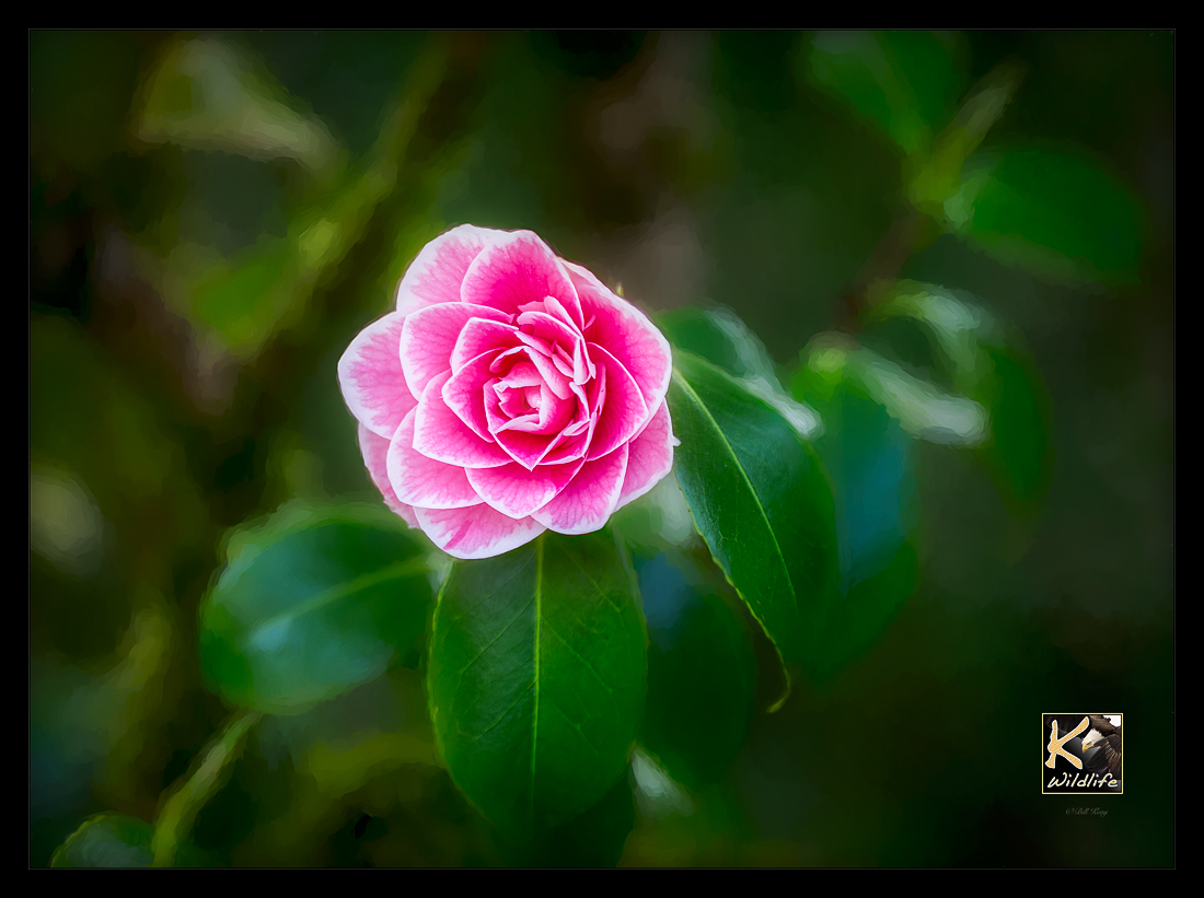 DREAMY flower_ART
