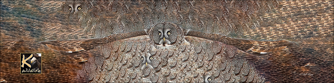 owl feather art