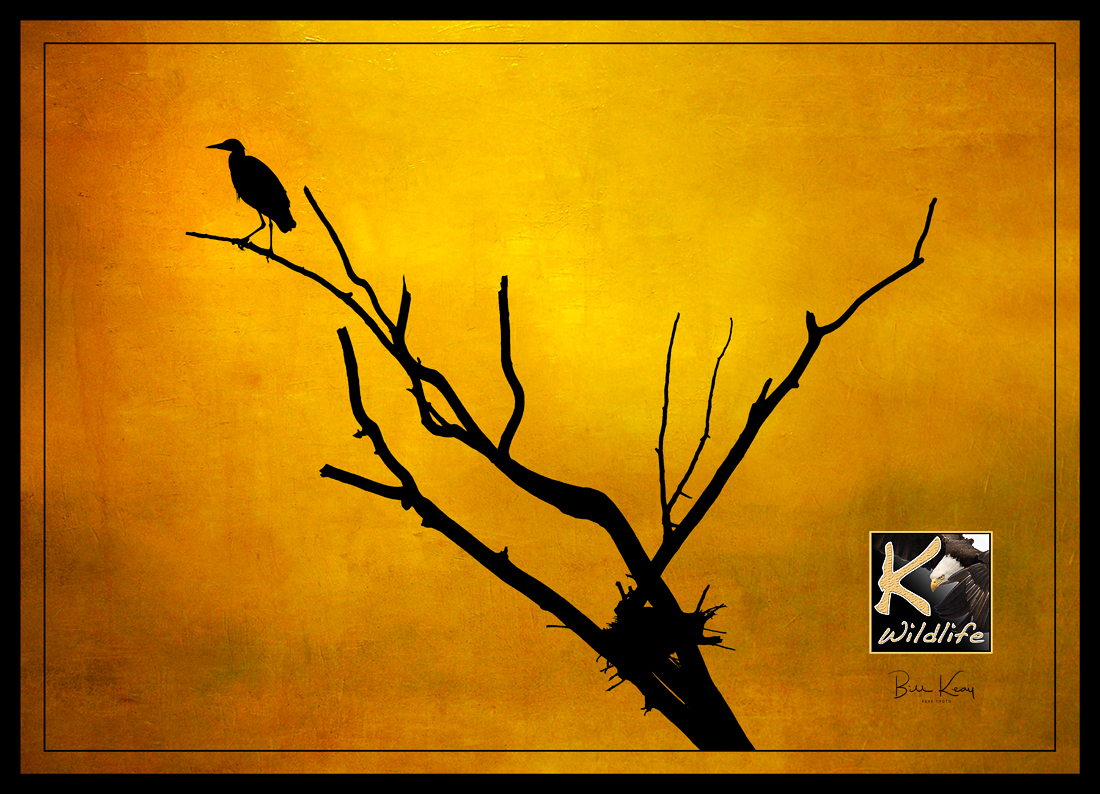 golden Heron...