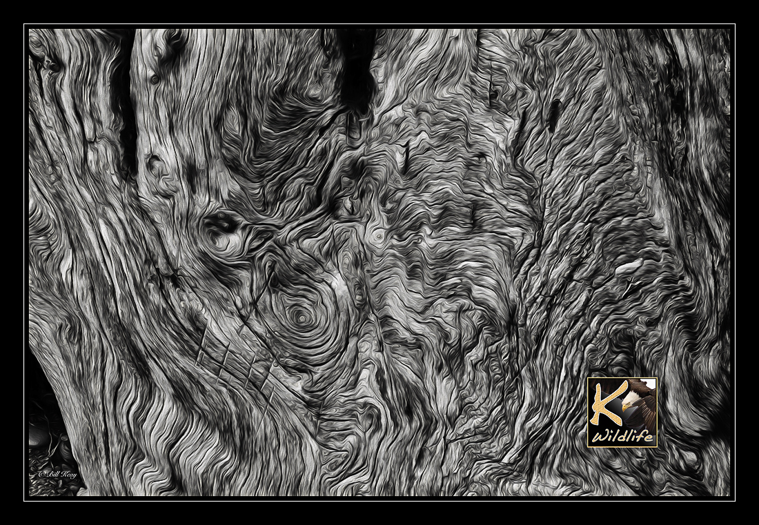 beach wood