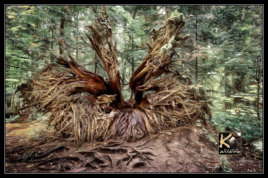 roots