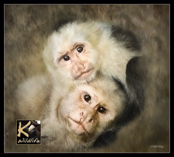  White-faced Monkeys art 