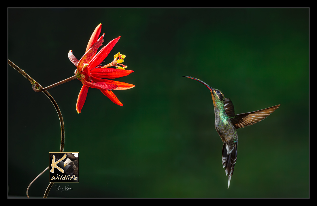 hummer red flower 1