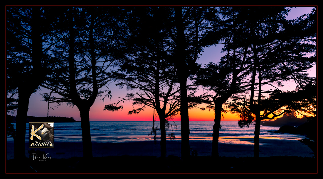 Cox Bay shoreline
