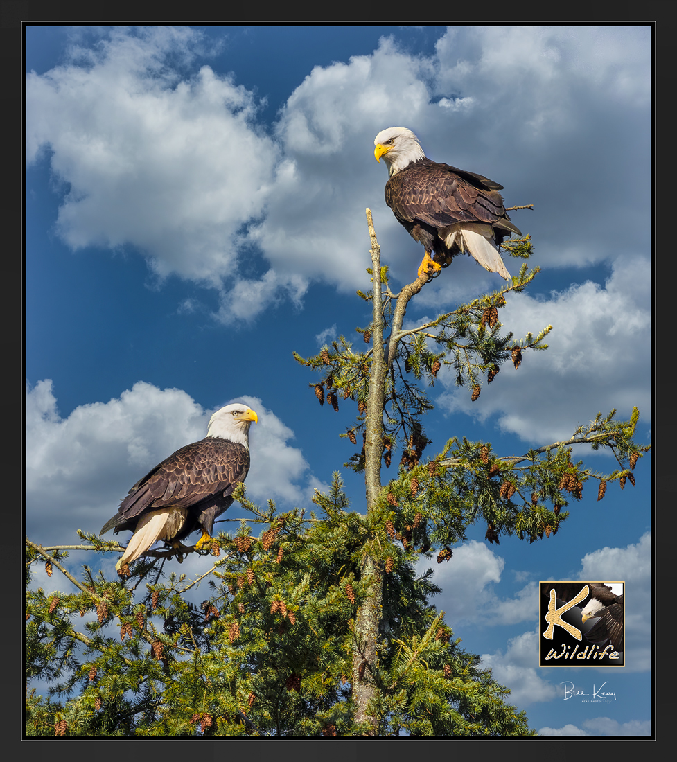 eagle tree 2