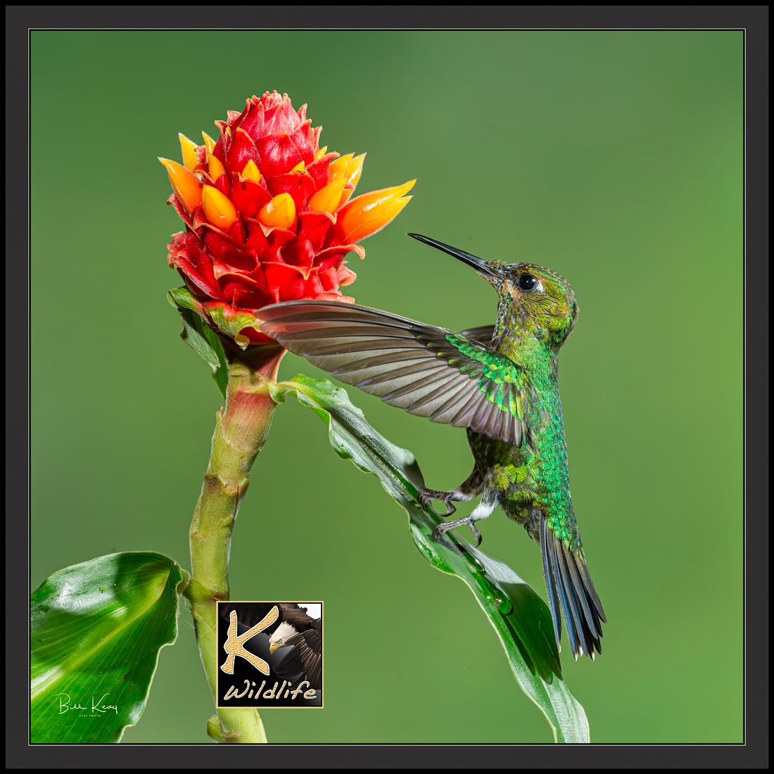 hummer feet