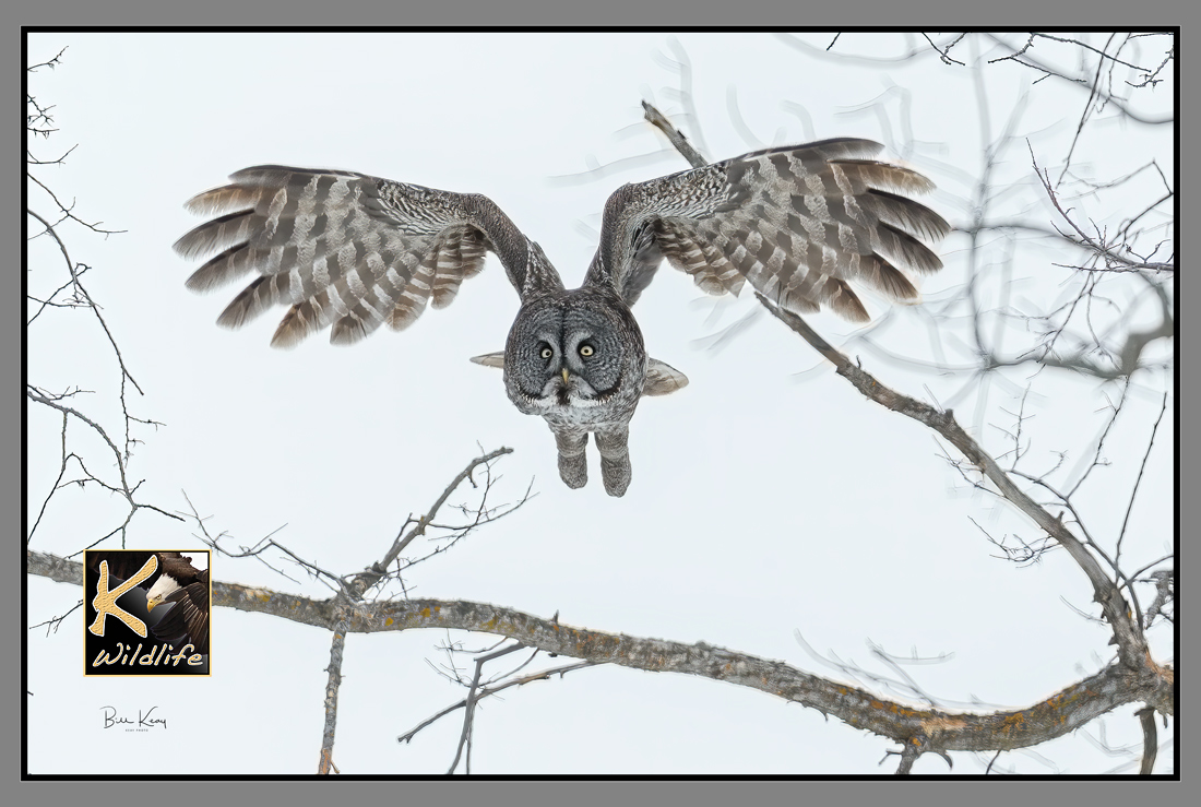 owl wings 2