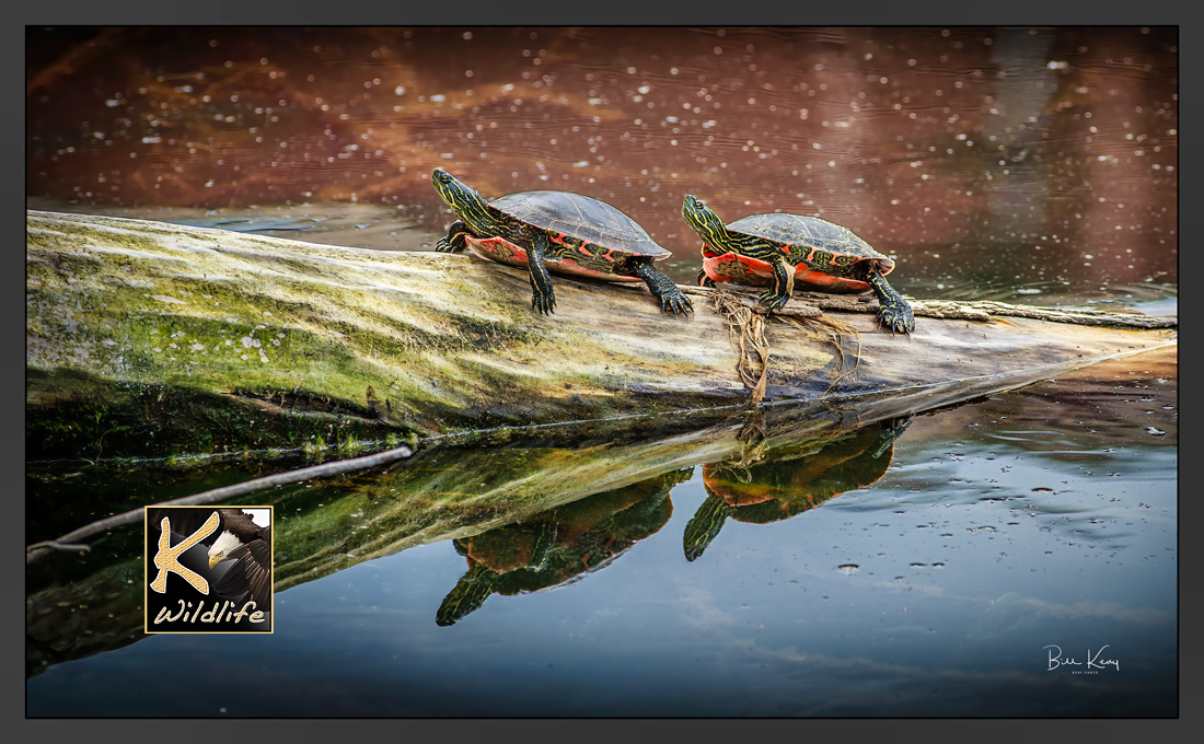turtle 2