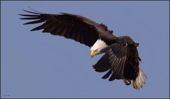  eagle flap 2 
