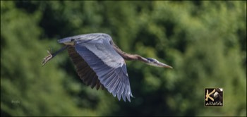  Heron flyby 