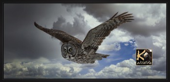  great gray owl flyby... 