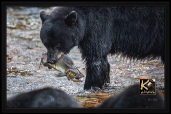  blackBEAR_fishing with cubs 2 