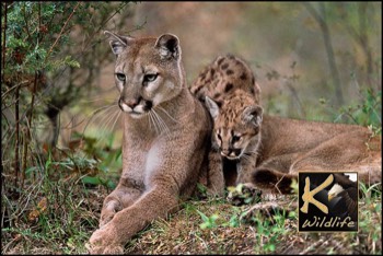  cougar nuture 4 