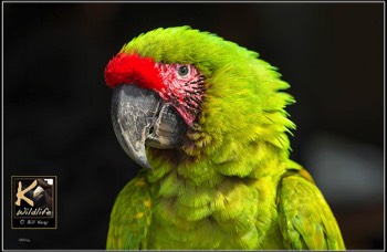  green Macaw closeup 5 