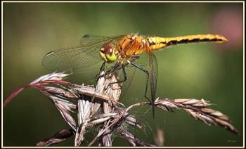  golden dragonfly 4 