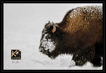  buffalo in snow 
