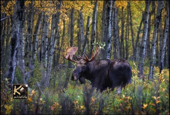  moose forest 11 