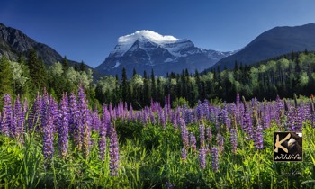  3 - Mount Robson & flowers 