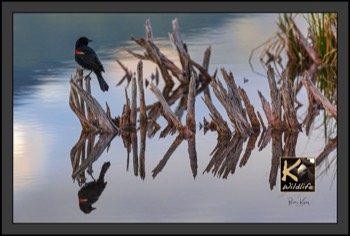  7 - Red-Winged Blackbird reflection 