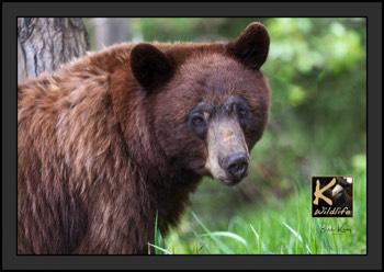  16 - black bear (blond) closeup  