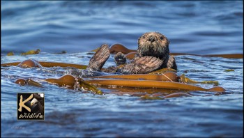  sea otter feet 