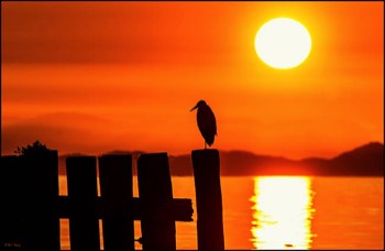  sunset heron 48 