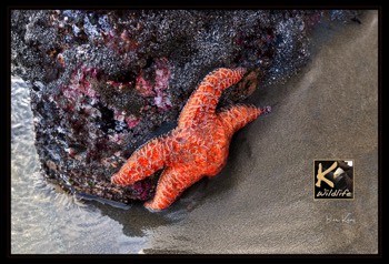  starfish orange 1 