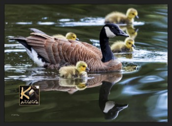  Canada goose family 33 