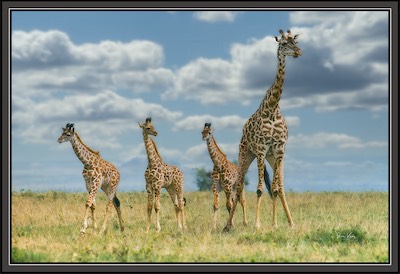 giraffe -  three