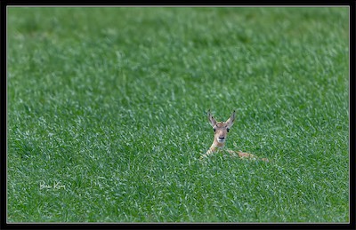 antelope baby