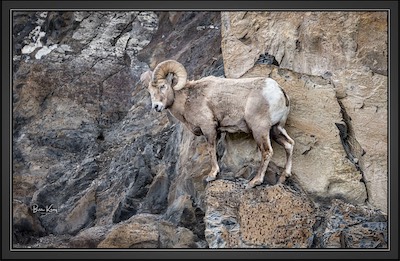 big-horn sheep on ledge