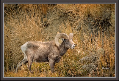 sheep ram and golden grass