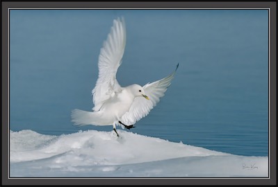 arctic gull