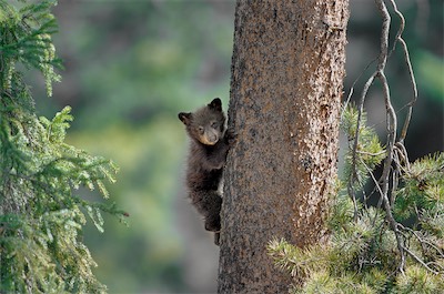 cub in tree