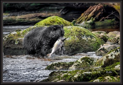 black bear fish