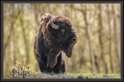 prairie bison