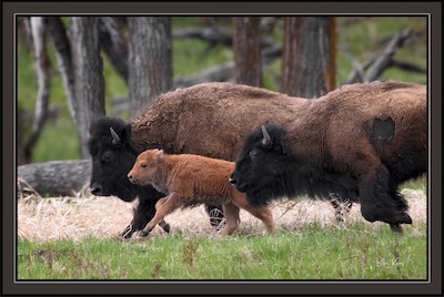 buffalo run