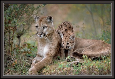 Adult and young cougar