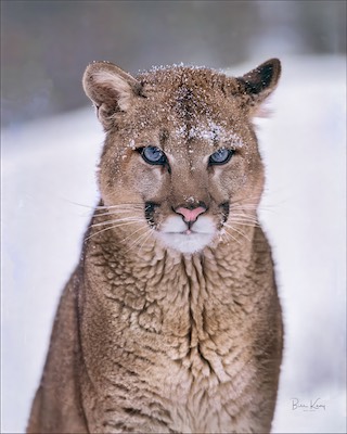 cougar in snow