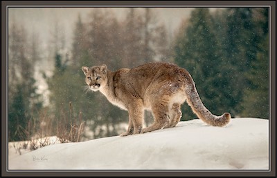 snow hill cougar