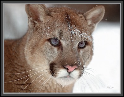 cougar_closeup