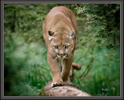 cougarWALKlog.jpg
