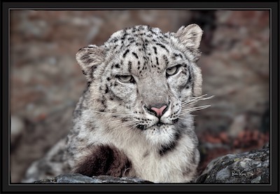 snow leopard