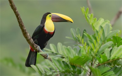 costa_tocan2.jpg