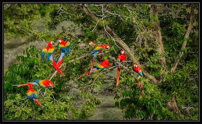 costaRICA_parrots.jpg
