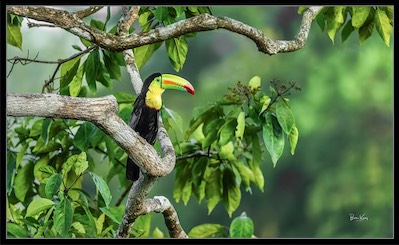 tucan, Costa Rica jungle
