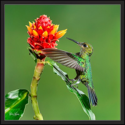 hummingbird feet
