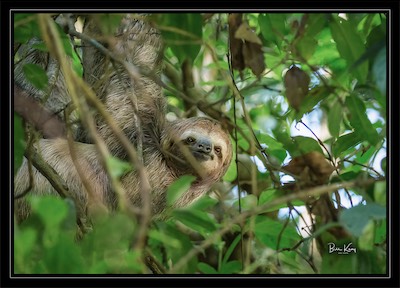 sloth