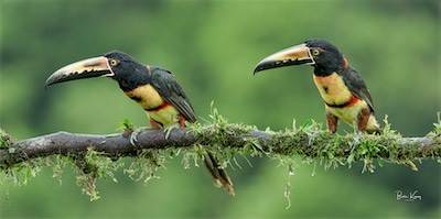 TWo_toucans.jpg